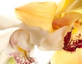 Yellow Orchid closeup Royalty Free Stock Photo