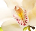 Yellow Orchid closeup