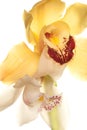 Yellow Orchid closeup Royalty Free Stock Photo