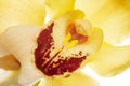 Yellow Orchid closeup Royalty Free Stock Photo