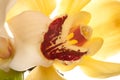 Yellow Orchid closeup Royalty Free Stock Photo