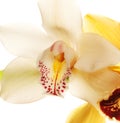 Yellow Orchid closeup Royalty Free Stock Photo