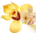 Yellow Orchid closeup Royalty Free Stock Photo