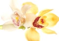 Yellow Orchid closeup Royalty Free Stock Photo