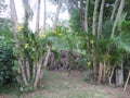 Yellow orchid and coconut trees in the garden