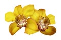 Yellow orchid (Cymbidium) flowers in a floral arrangement isolated Royalty Free Stock Photo