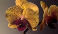 Yellow orchid flower