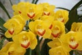 Yellow Orchid