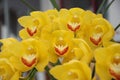 Yellow Orchid