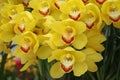 Yellow Orchid