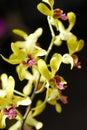 Yellow orchid flower on black background Royalty Free Stock Photo