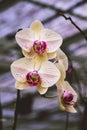 Yellow orchid flower close up photography with bokeh nature Background. Yellow Phalaenopsis on blurred backgraound