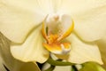 Yellow Orchid flower close up with soft focus and space for text. Royalty Free Stock Photo