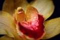 Yellow orchid flower with dew drops closeup Royalty Free Stock Photo