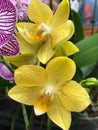 Yellow orchid flower. Floral background