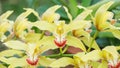 Yellow orchid flower in the garden Royalty Free Stock Photo