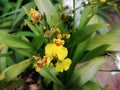 Yellow orchid flower in the garden