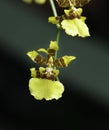 Yellow orchid flower on green background. Exotic flowers. Tropical flowers. Orhids Royalty Free Stock Photo