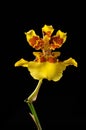 Yellow orchid flower isolated on black Royalty Free Stock Photo