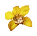 Yellow orchid flower isolated on a white Royalty Free Stock Photo