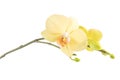 Yellow Orchid Flower isolated Royalty Free Stock Photo