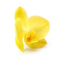 Yellow orchid flower isolated Royalty Free Stock Photo