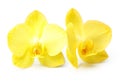 Yellow orchid flower isolated Royalty Free Stock Photo