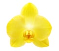 Yellow orchid flower isolated Royalty Free Stock Photo