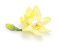 Yellow orchid flower isolated Royalty Free Stock Photo