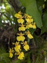 Yellow Orchid flower mutualism Royalty Free Stock Photo