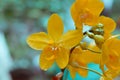 Yellow orchid flower in my garden Royalty Free Stock Photo