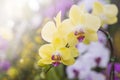 Yellow orchid flower over blurred flower garden backgrund Royalty Free Stock Photo