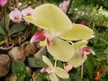 yellow orchid flower with pink in a tropical garden in spring season Royalty Free Stock Photo