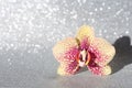 Yellow orchid flower on a silver sparkling background.