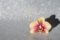 Yellow orchid flower on a silver sparkling background.