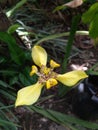 yellow orchid flower with three petals