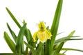 Yellow orchid flower tree isolated