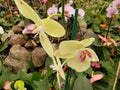 yellow orchid flower in a tropical garden in spring season Royalty Free Stock Photo