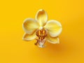 Yellow orchid flower on yellow background