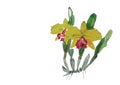 Yellow orchid flower .yellow flower with fern on white background