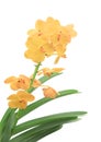 Yellow orchid, Flowers