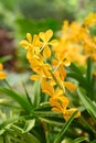 Yellow orchid flowers (Ascocentrum miniatum) Royalty Free Stock Photo