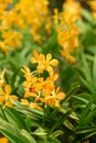 Yellow orchid flowers (Ascocentrum miniatum) Royalty Free Stock Photo