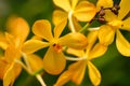 Yellow orchid flowers (Ascocentrum miniatum) Royalty Free Stock Photo