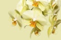 Yellow orchid flowers Royalty Free Stock Photo