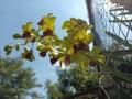 The yellow orchid flowers that bloom look beautiful against the bright blue sky Royalty Free Stock Photo