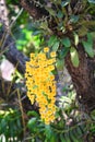 Yellow orchid flowers or  dendrobium lindleyi steud hanging on tree Royalty Free Stock Photo