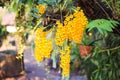 Yellow orchid flowers or  dendrobium lindleyi steud with water drops hanging on tree Royalty Free Stock Photo