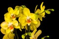 Yellow Orchid flowers on black background Royalty Free Stock Photo