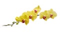 Yellow orchid flowers isolated on white background Royalty Free Stock Photo